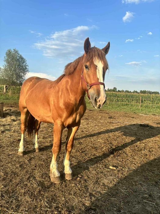 Dwuletni wałach do bezpłatnej adopcji