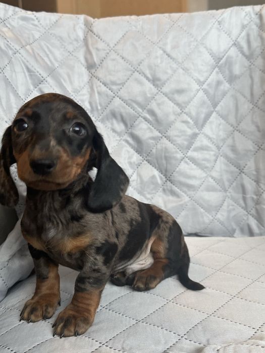 Jamnik krótkowłosy miniaturowy