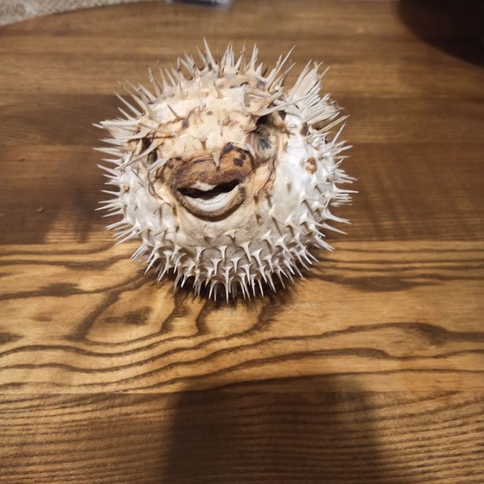 Рыба - ёж  один из самых распространенных обитателей океанов, а также