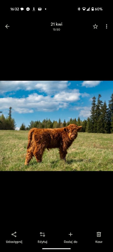 Byczek szkocki  highland