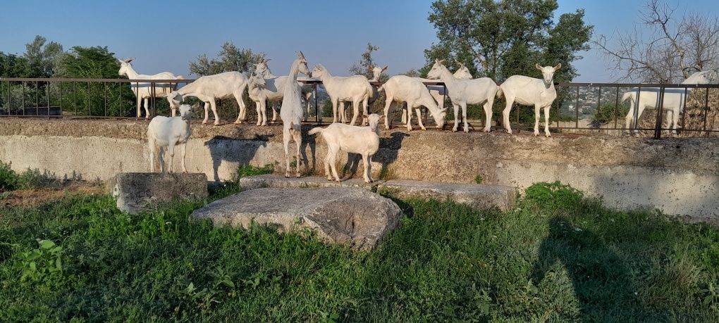 Заанські козинята. Ціна: 1 500 грн