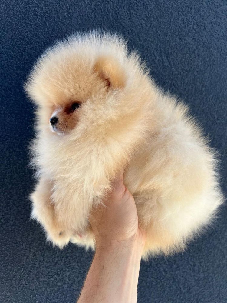Reproduktor Szpic miniaturowy pomeranian
