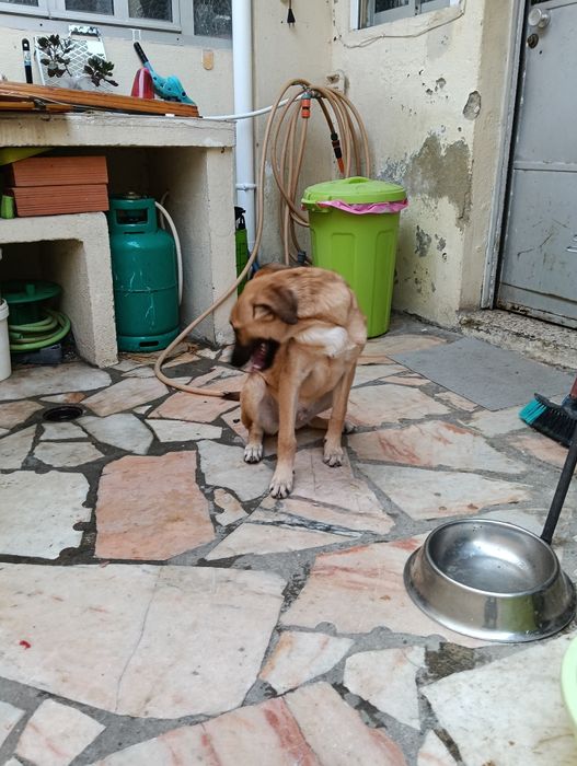 Dá-se cão com 6 meses