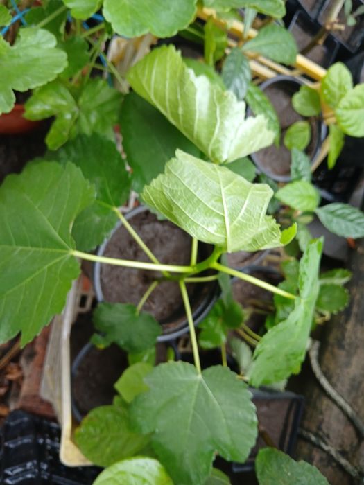 Figueira (chamados os Figos de Mel)