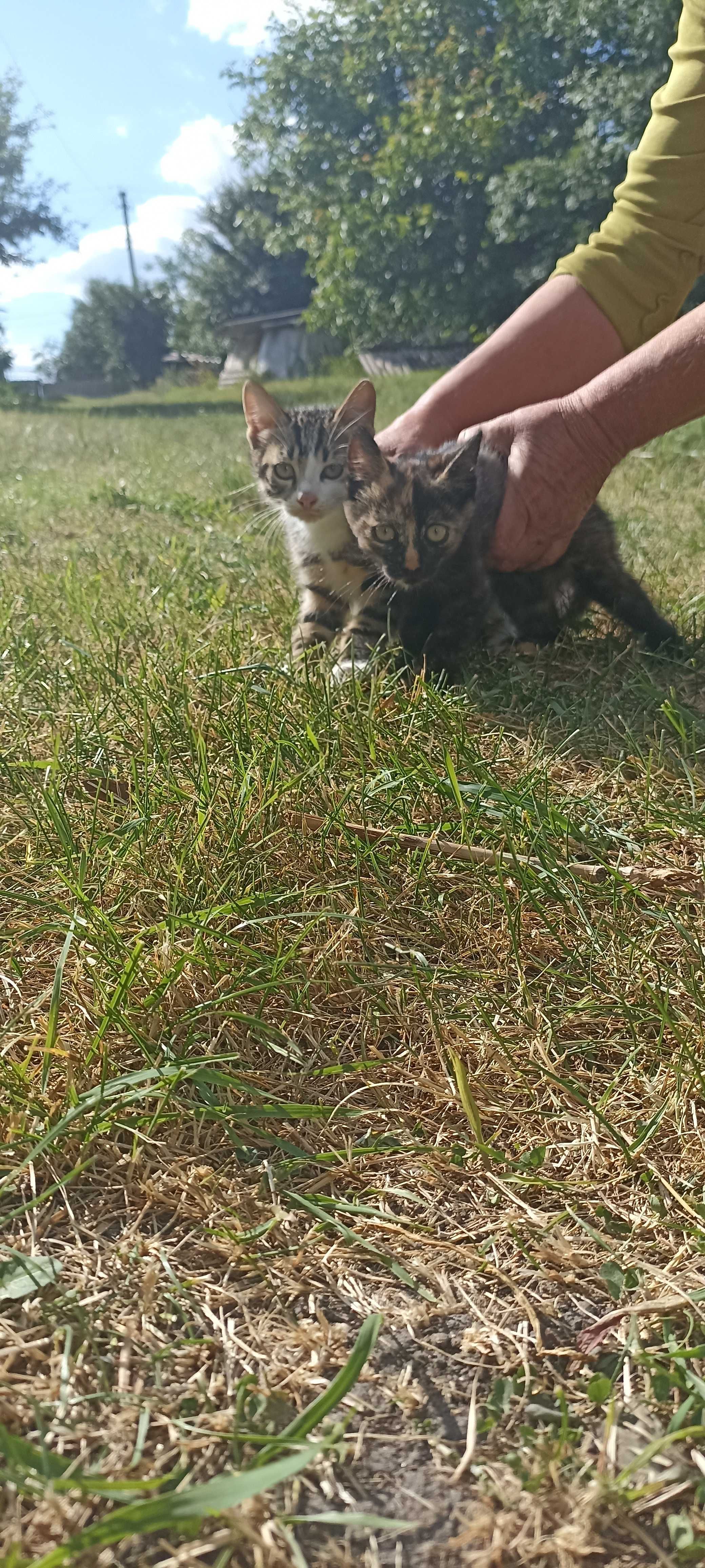 Віддам котиків в добрі руки