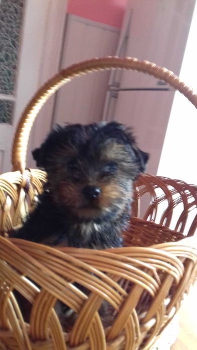 Йоркширський тер’єр. Цуценята. Доставка