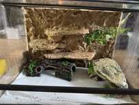 Terrarium dla gekona