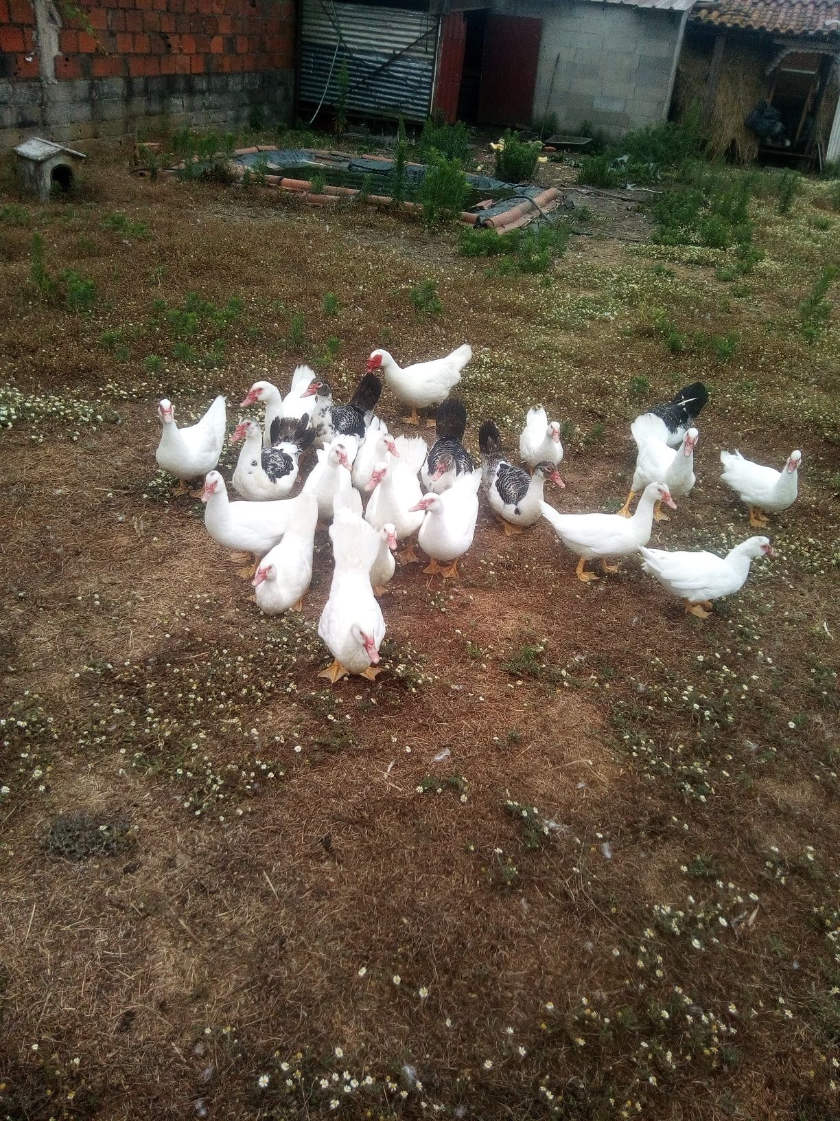 Patinhos mudos de boa qualidade