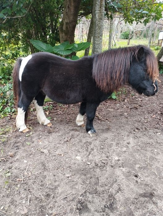 Troco pônei muito bem engatado