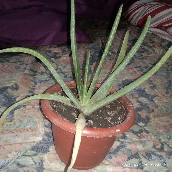 Агава.Лекарство от изжоги и гастрита