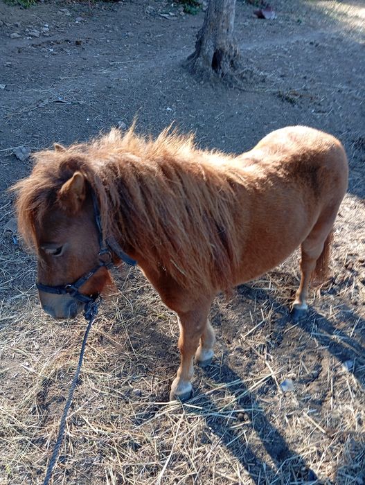 Vendo mini pônei Famea