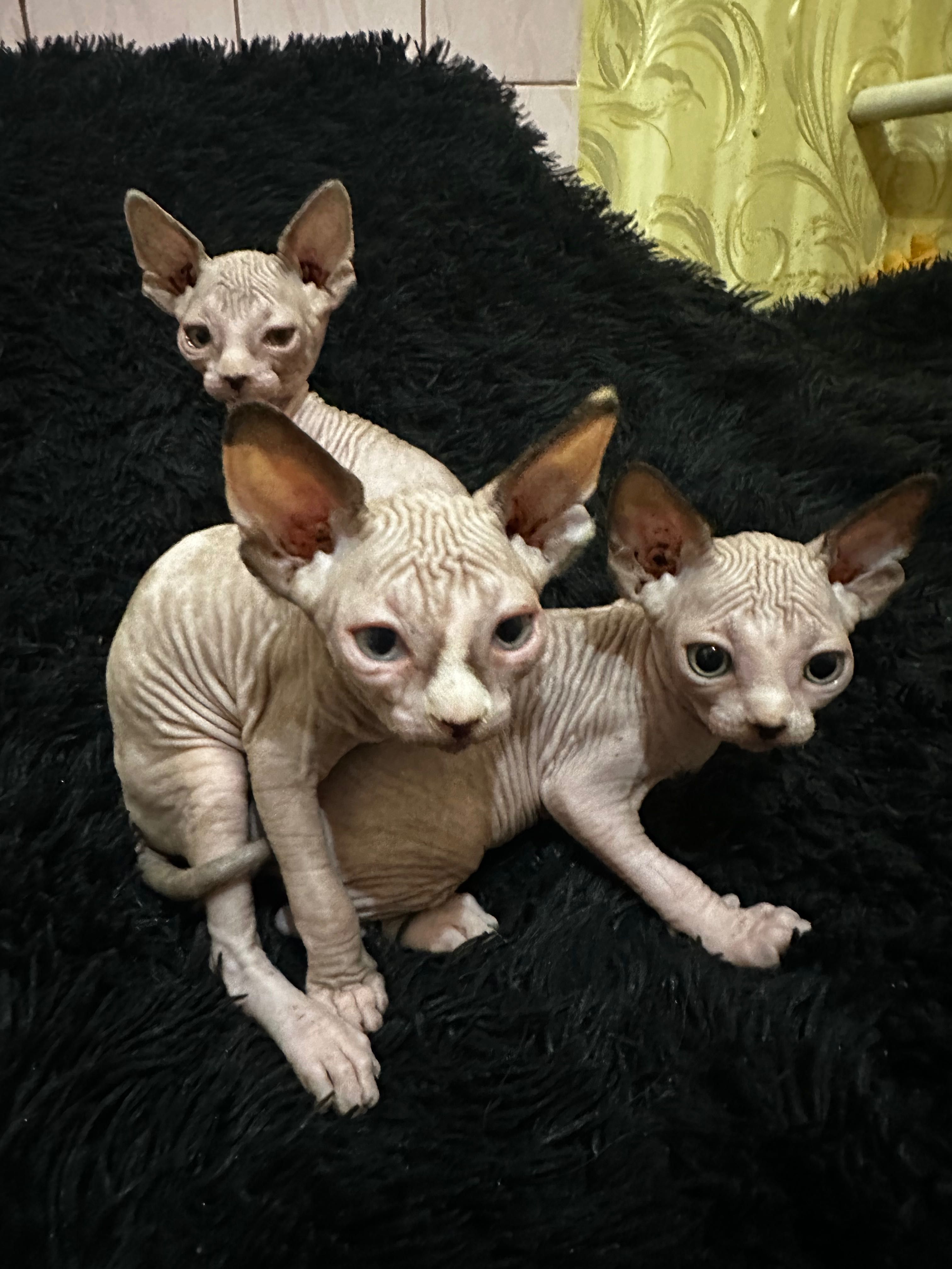Чудові котята сфінкси