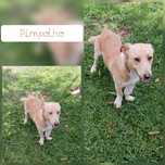 Cão porte pequeno, 1 ano, adoção responsável