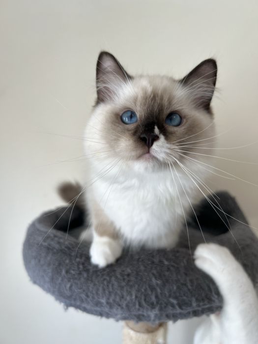 Ragdoll kocurek Norwyn , rodowod FPL.