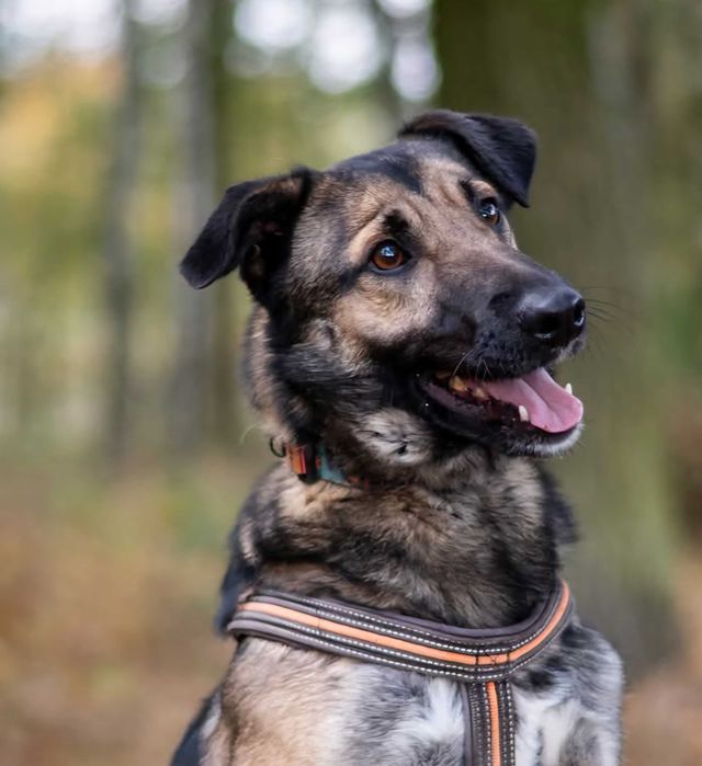 Kto pokocha Szyszka? Bardzo mu zimno w schronisku