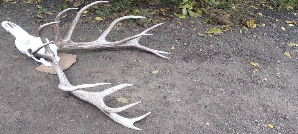 Piekny wieniec jelenia poroże trofeum rogi