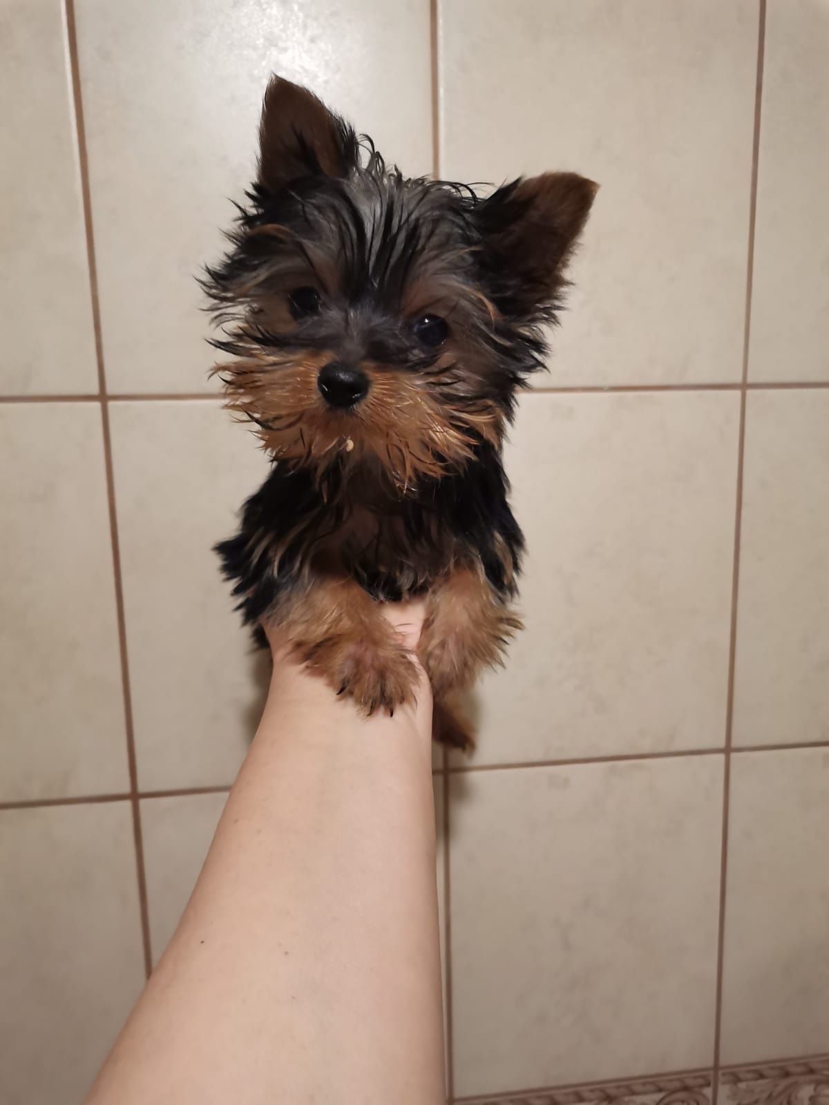 Yorkshire terrier York jeden z trzech muszkieterów