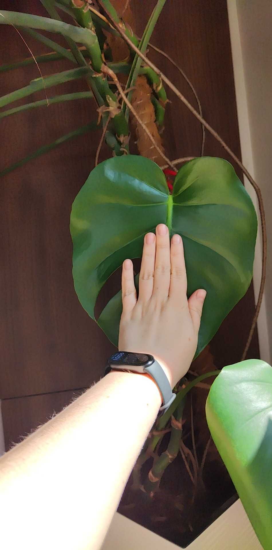 Monstera deliciosa, szczepka