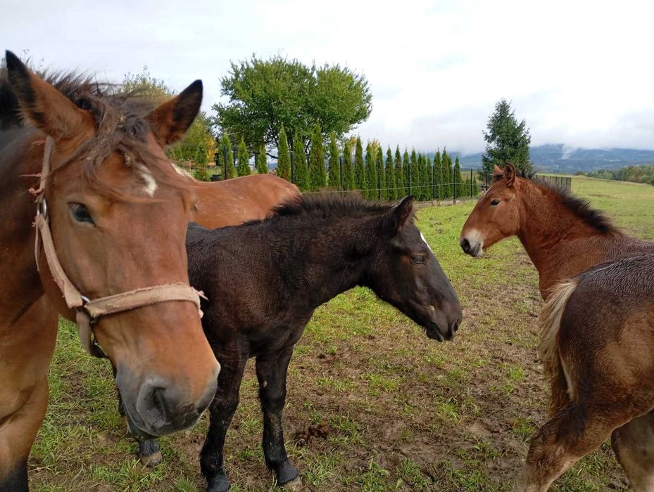 Ogierki zimnokrwiste typ sztum