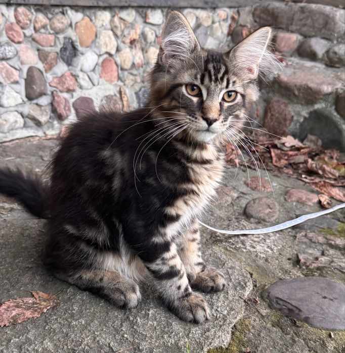 Czarny pregowany kociak Maine Coon. Nowa niższa  cena