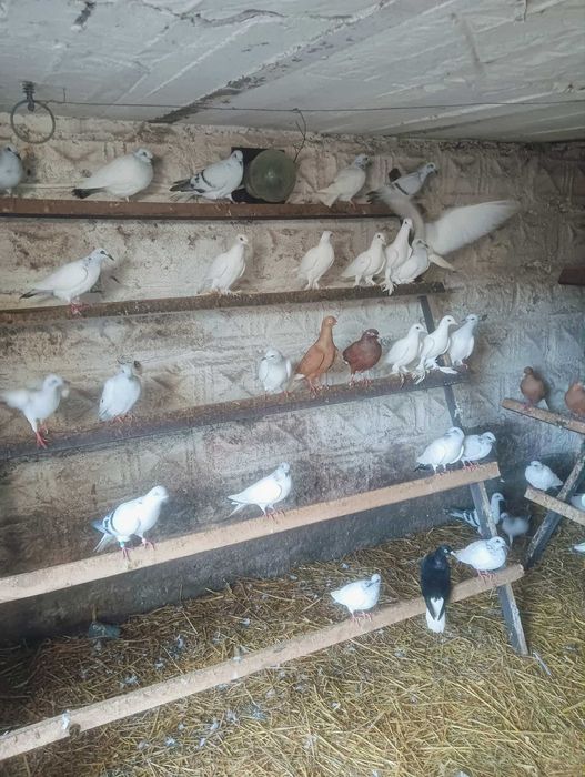 Gołębie, gołębie