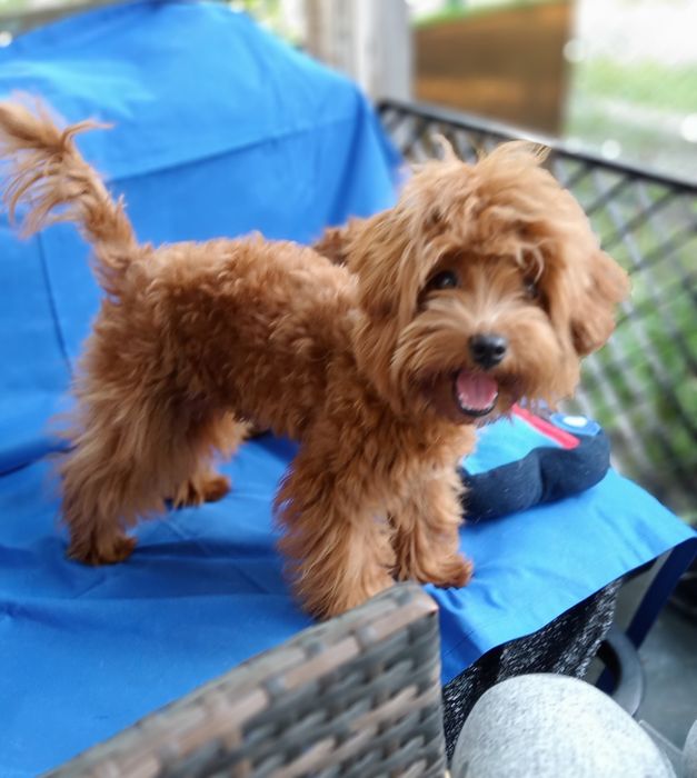 Мальтіпу F2 редбраун,веселунчик.