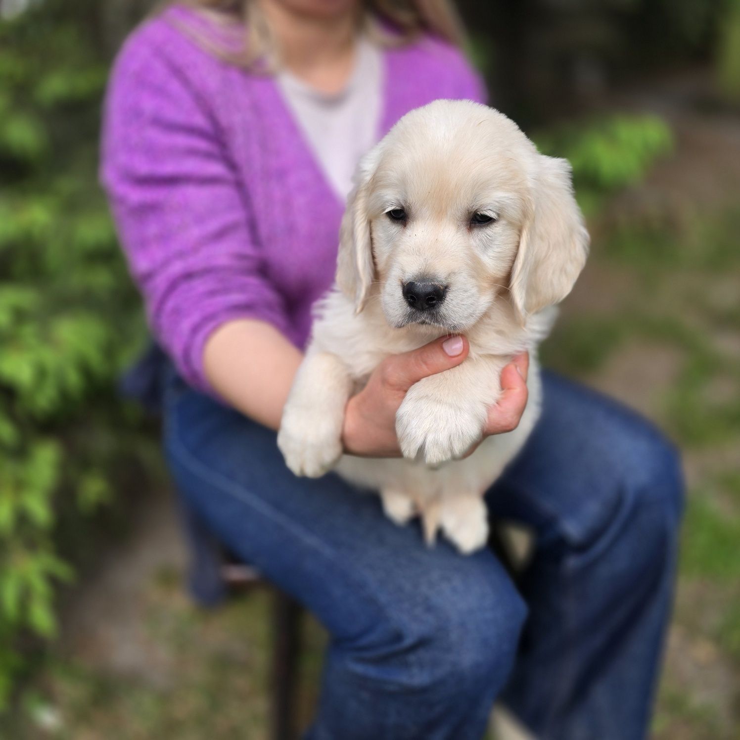 Golden retriever szczeniak