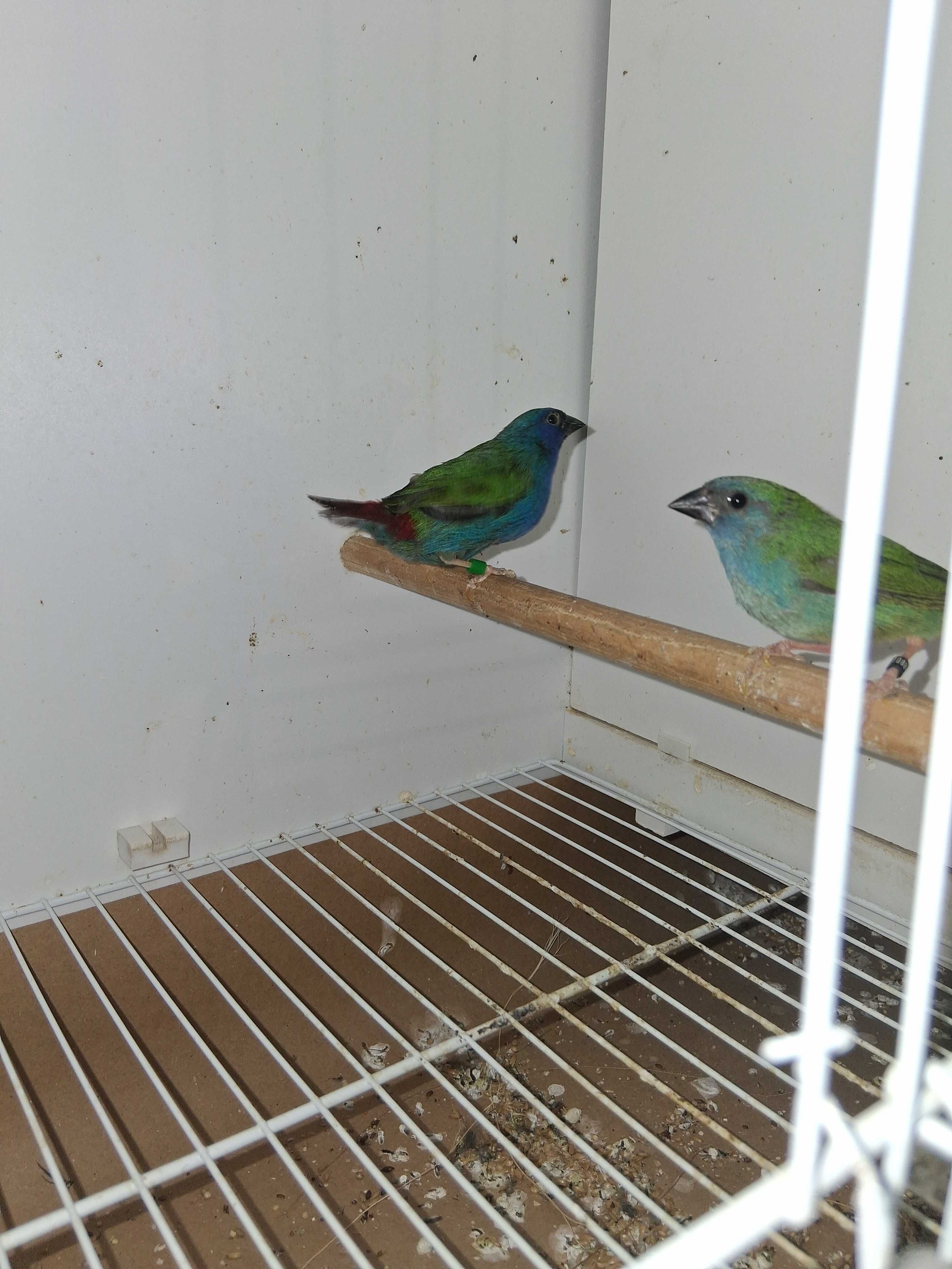 Forbes diamante ( 2 casais)
