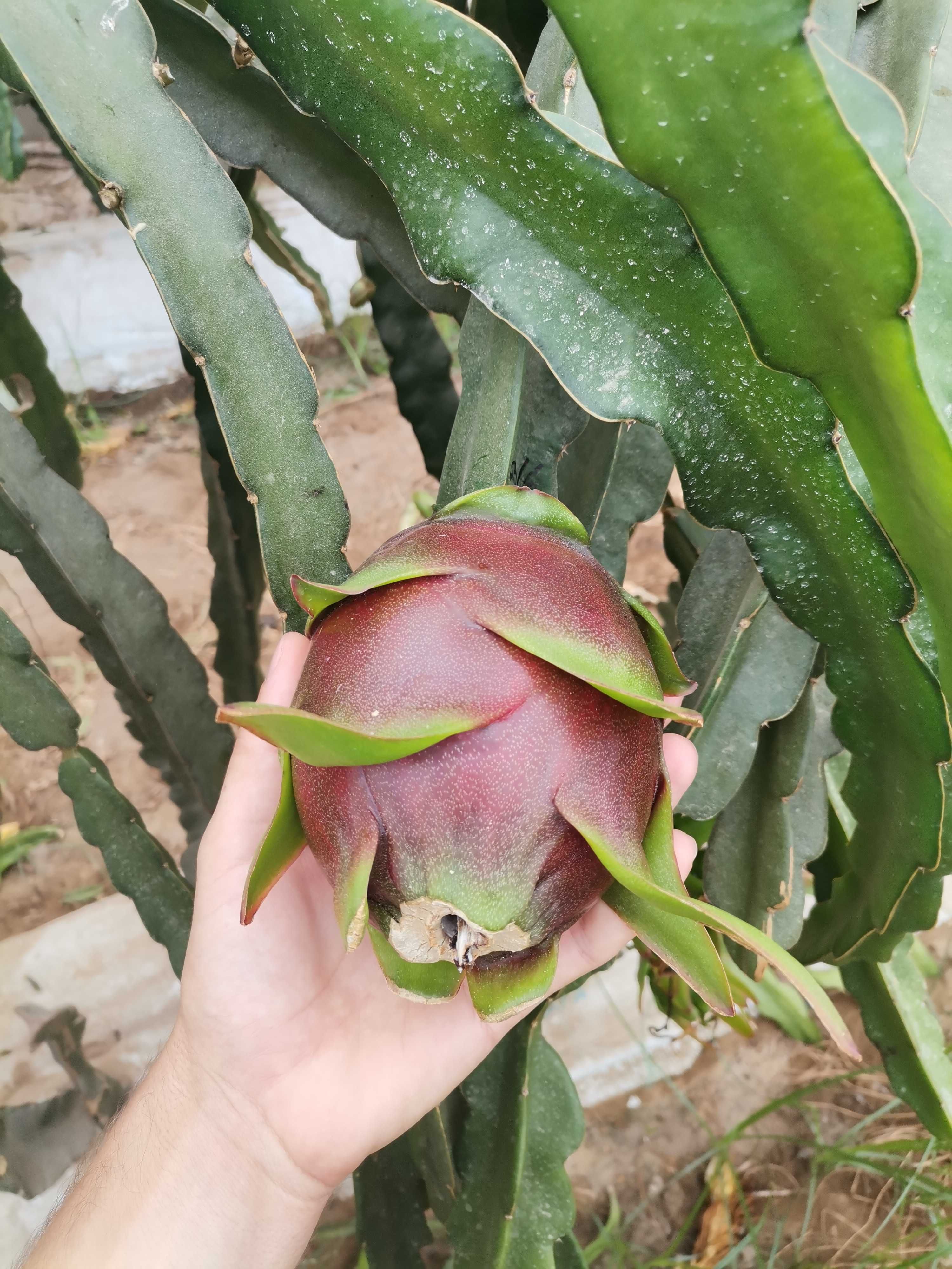 Pitaya - fruto produção nacional