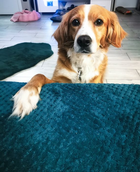 Behawiorysta & Trener psów