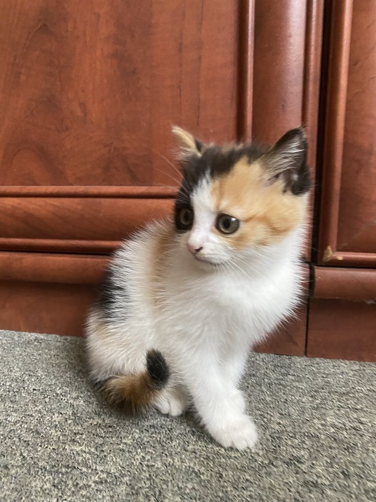 Кошеннята в добрі руки