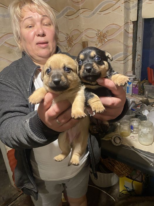 Собачки , песики