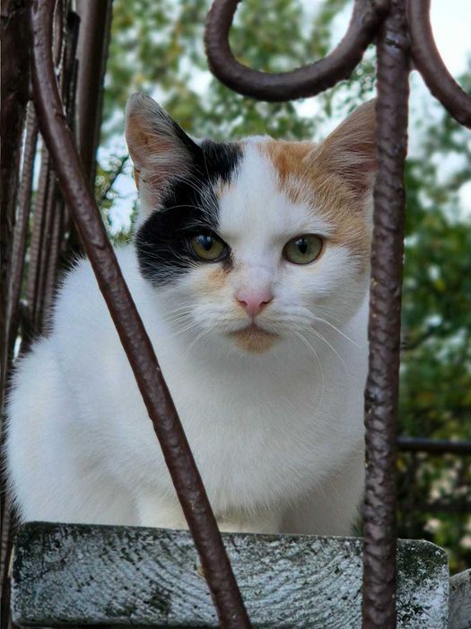 Młoda cudna kotka do adopcji