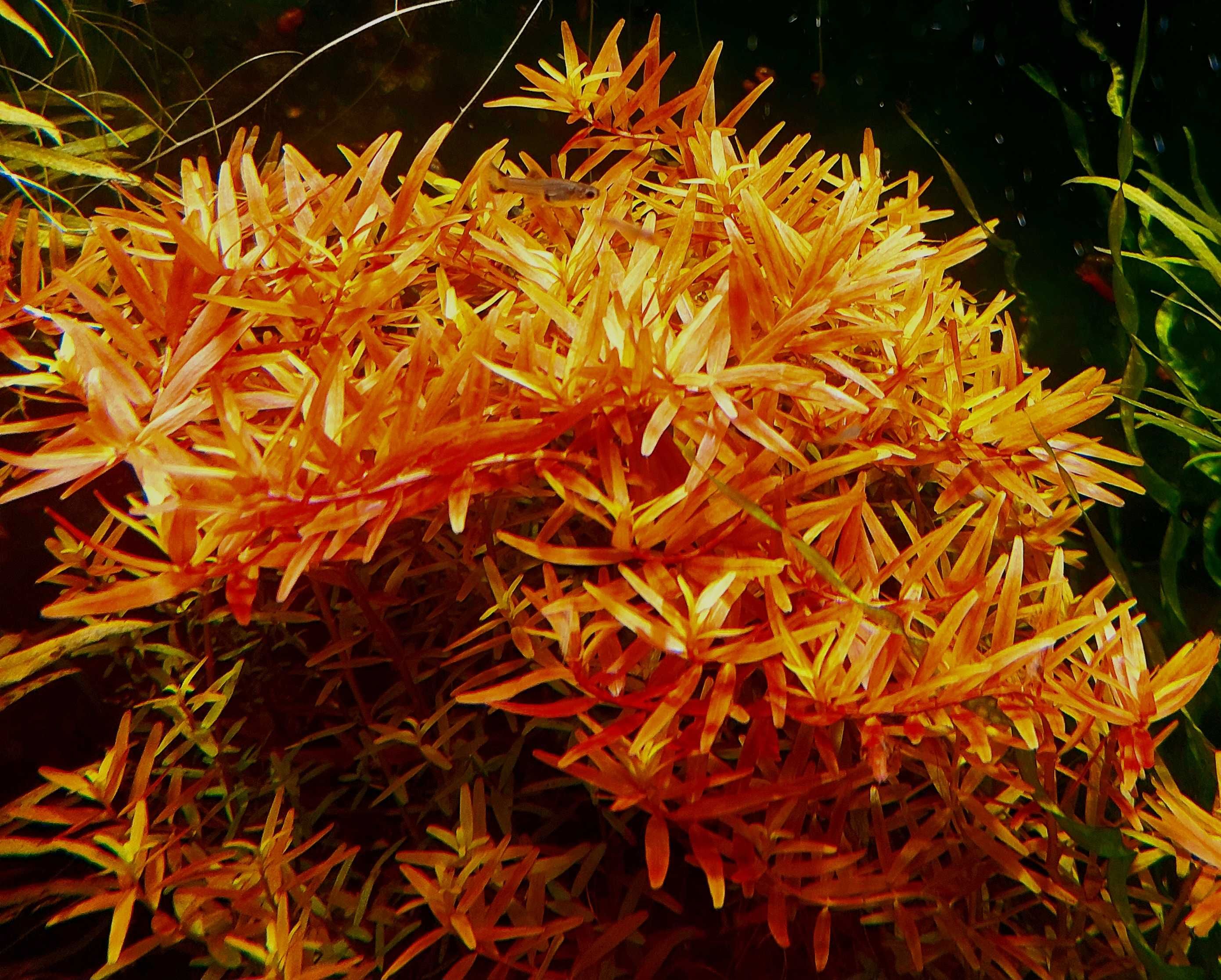 rotala colorata  pieknie wybarwiona niska cena