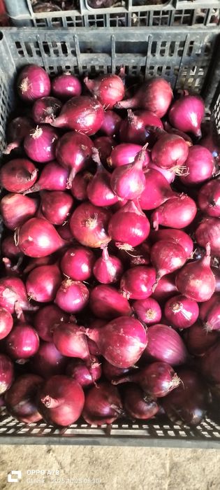 Cebula czerwona worek 5kg