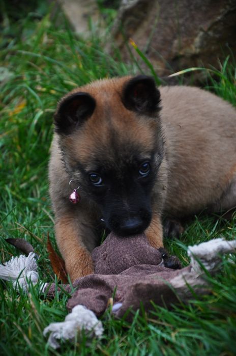 Малінуа бельгійська вівчарка