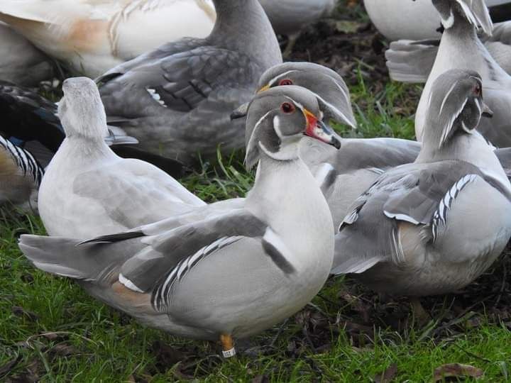 Kaczki  ozdobne  KAROLINKI  KILKA  Kolorów  -  duży wybór