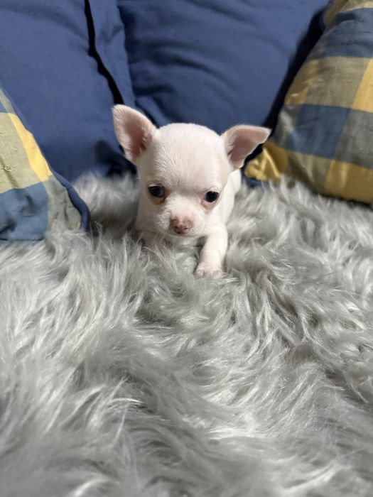 Menino “Chihuahua  lindissimo “ branco