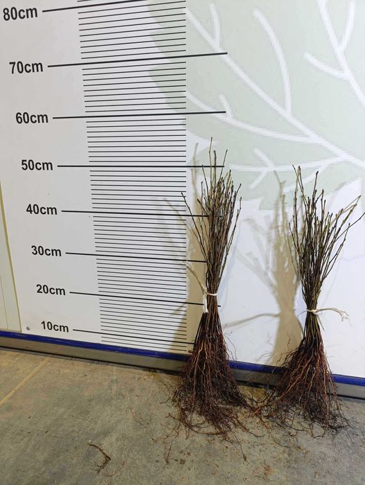 ANTYPKA - Podkładka dla drzew owocowych  JESIEŃ 2025 / WIOSNA 2026