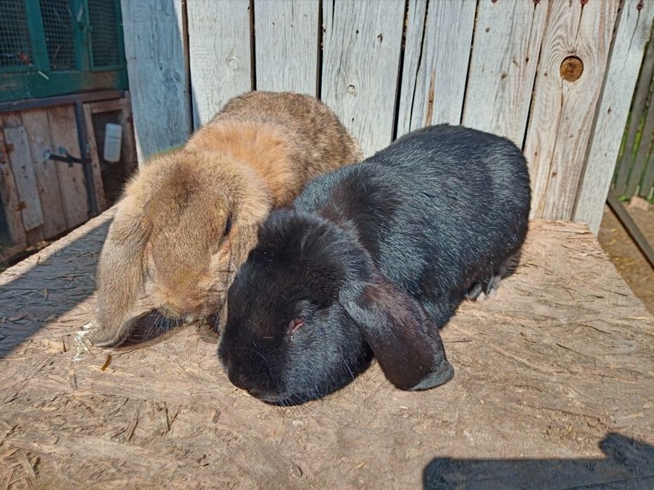 Baran Francuski nadwyżka