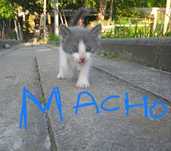 DOU gatinhos bebés meigos