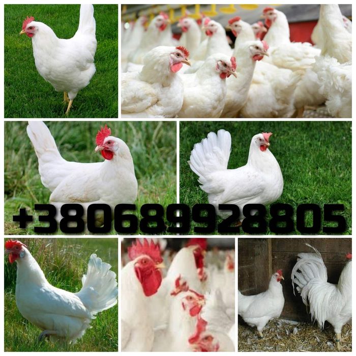 Белая несушка инкубационное яйцо Венгрия