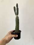 Opuntia consolea Consolea rubescens