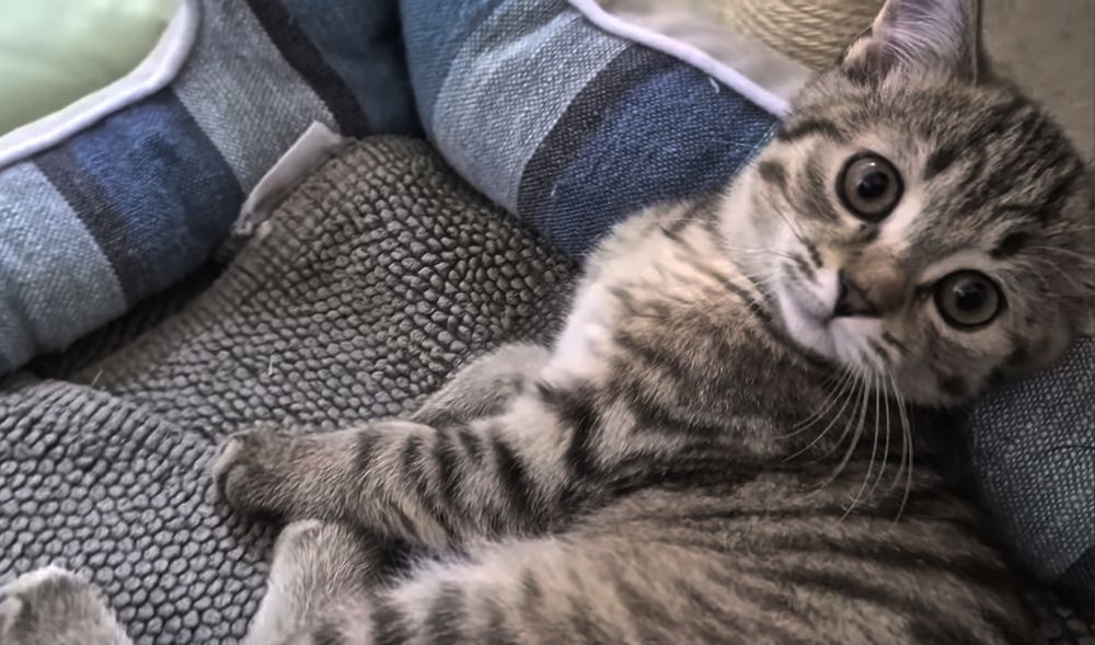 Котята шотландские чёрно золотая шиншилла девочки