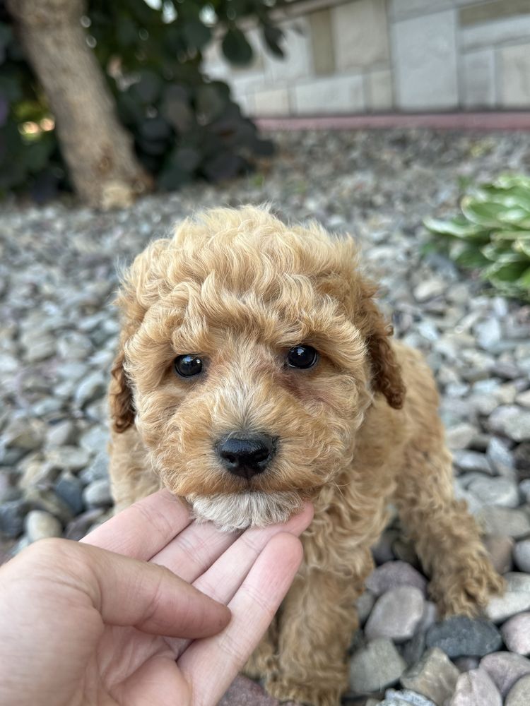 GOTOWY do odbioru  MALTIPOO F1b  Badania genetyczne Wyprawka Pudel