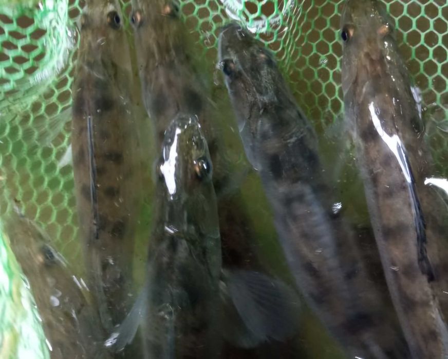 Sandacz narybek zarybieniowy