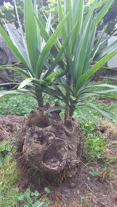 Fiteira para jardim