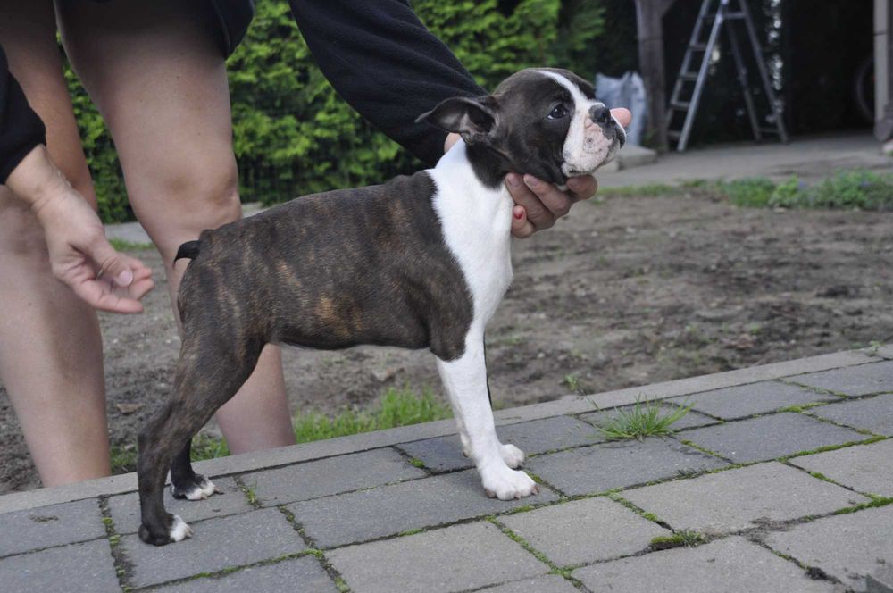 Śliczny, energiczny szczeniak Boston Terrier, gotowy do zmiany domu!
