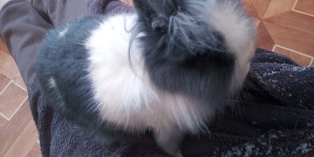 Мінік.Кролик декоративний.6 місяців крольченок дівчинка.
