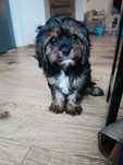 Cavapoo-  Piesek